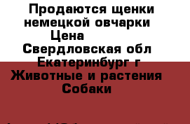 Продаются щенки немецкой овчарки › Цена ­ 7 000 - Свердловская обл., Екатеринбург г. Животные и растения » Собаки   